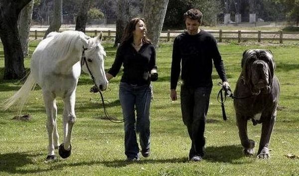 Potomci pasje Baskerville