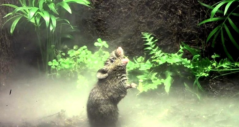 Pojoče miške Kostarike in Paname