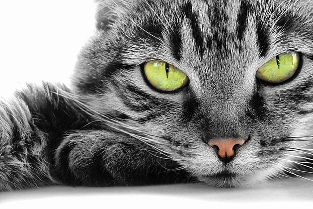Ali je res, da mačke vidijo duhove?