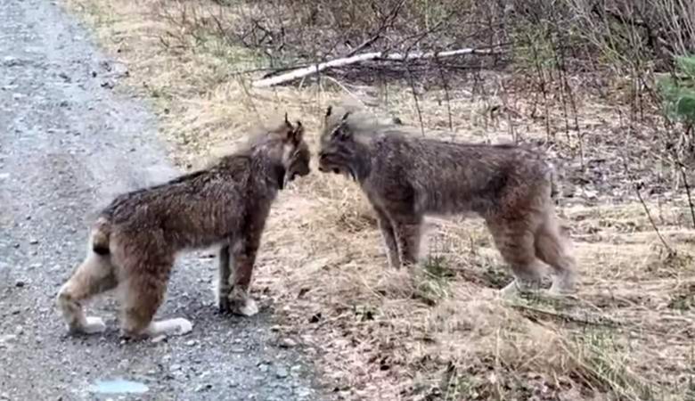 Bizarno zapriseženi ris, posnet na video