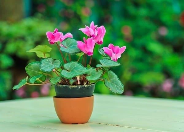 znak ciklame v hiši 