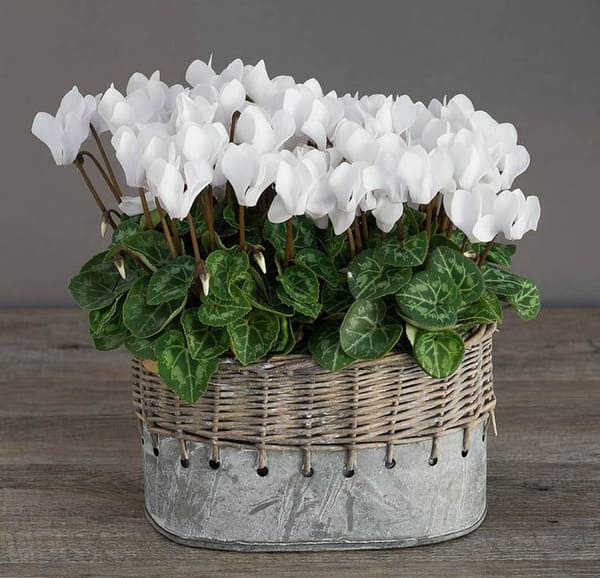 ciklama znamenja in vraževerja za dom 