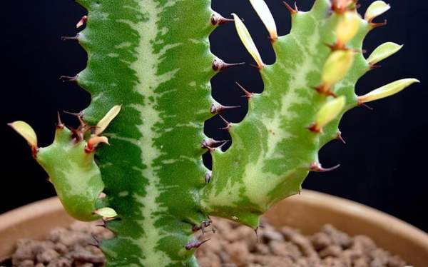 trikotne znamenja in vraževerja 