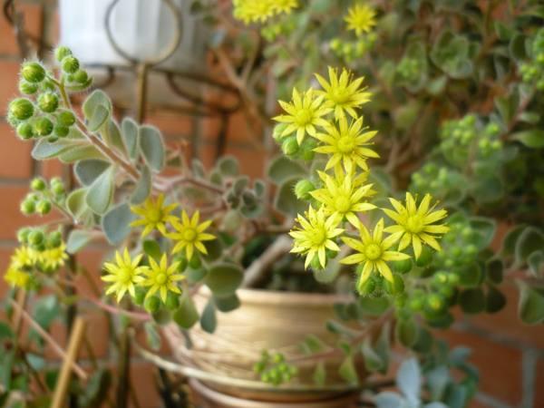 aichrizon drevo ljubezenskih znamenj za dom aichrizon drevo ljubezenskih znamenj