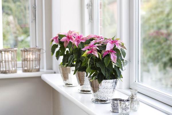 notranje cvetje znaki 