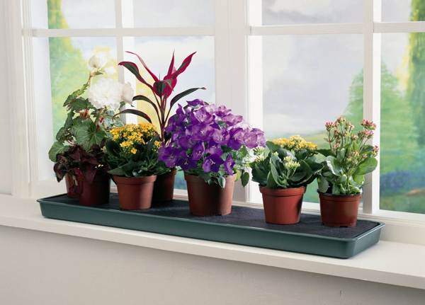 znaki za domače cvetje 