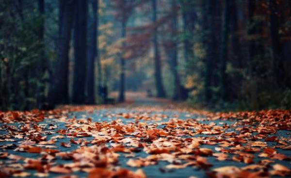 Oznake za vsak dan meseca novembra 