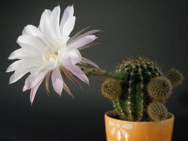 zakaj kaktus cveti doma: znaki 