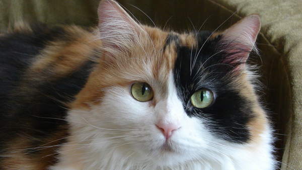 tribarvne mačje znake 