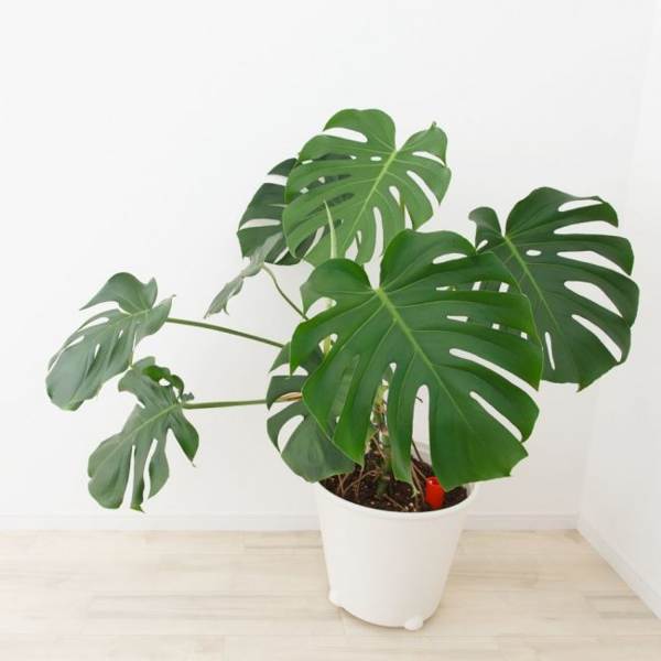 cvet monstera 