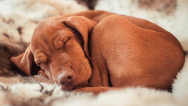 Zakaj sanja mrtev pes  