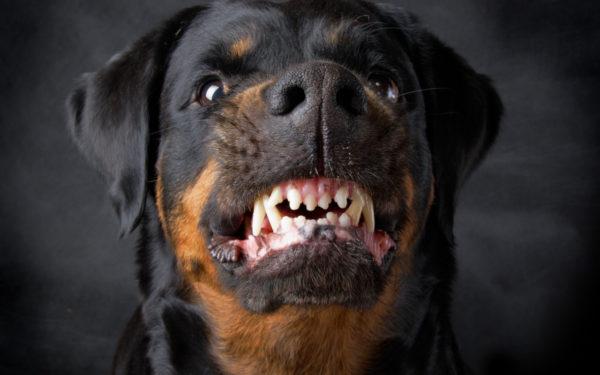 Zakaj sanja jezen pes 