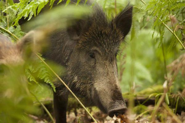 Zakaj sanja divji prašič 