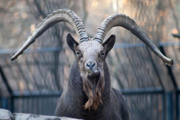 če ste sanjali o gorski kozi 