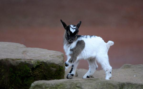 Videti rogatega kozla v sanjah 