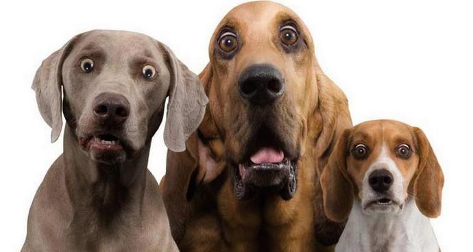 Duh napada pasje pse