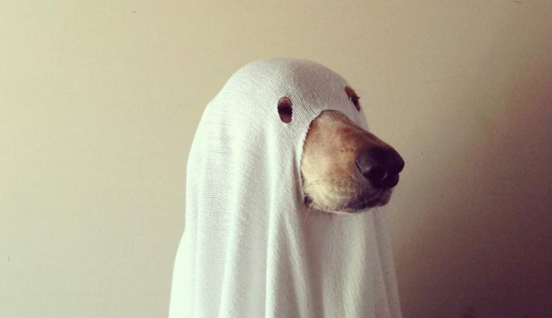 Duh nedavno umrlega psa je posnel video