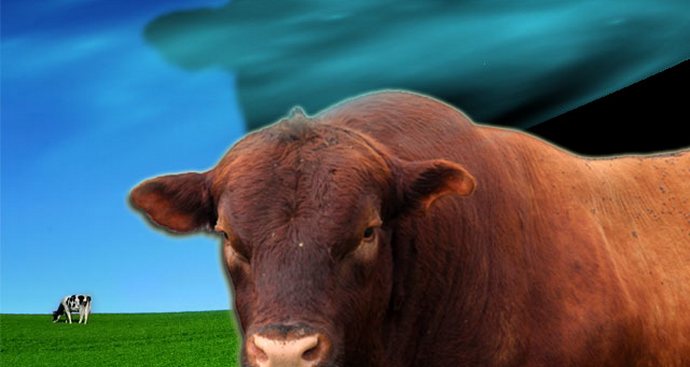 Duh teleta na pašniku