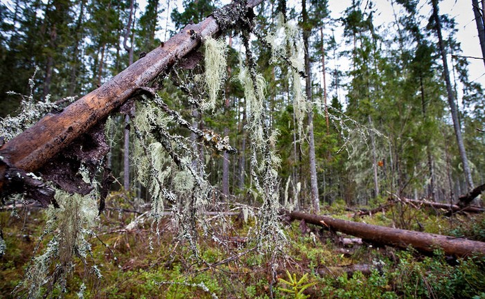 Duhovi Demianskega bora
