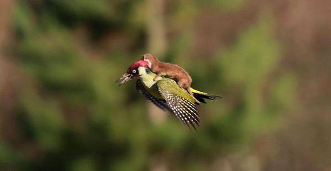 Jahanje lesa je slabo?