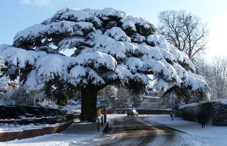 Prekleta cedra, obtožena uničenja avtomobila