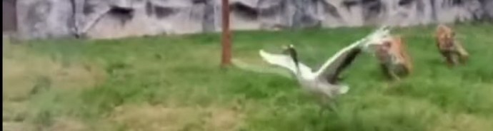 Ptica je tigrom po nesreči priletela v ptičjo votlino - in ostala zmagovalka