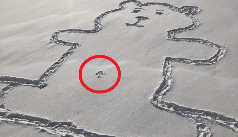 Pupek medveda, naslikan na snegu, je povzročil presenečenje in dvom.