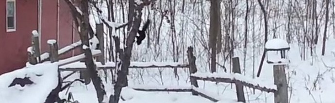 Lahko se sočustvuješ le s pijano veverico.