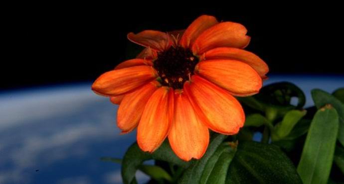 Zacvetela je prva kozmična roža v zgodovini