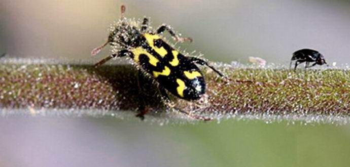 Rastlina se brani tako, da se oprime mrtvih žuželk.