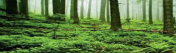 Rastline lažje prenašajo svetovne katastrofe.