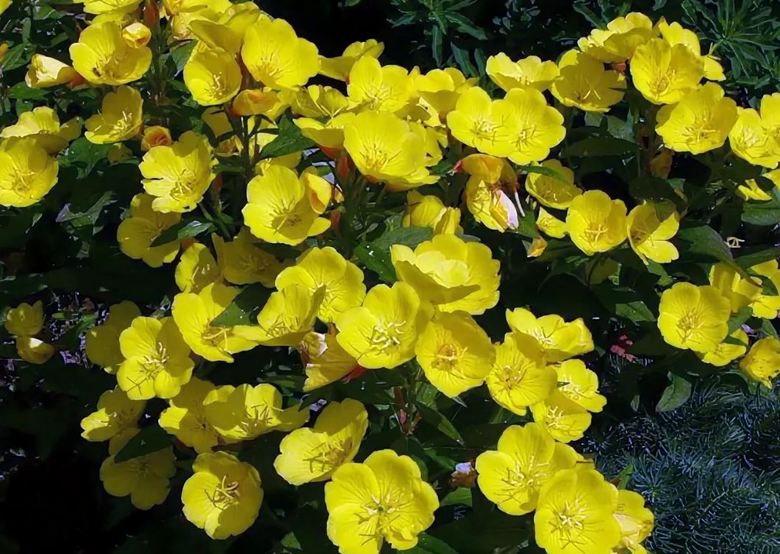 Rastline slišijo in celo rečejo ...