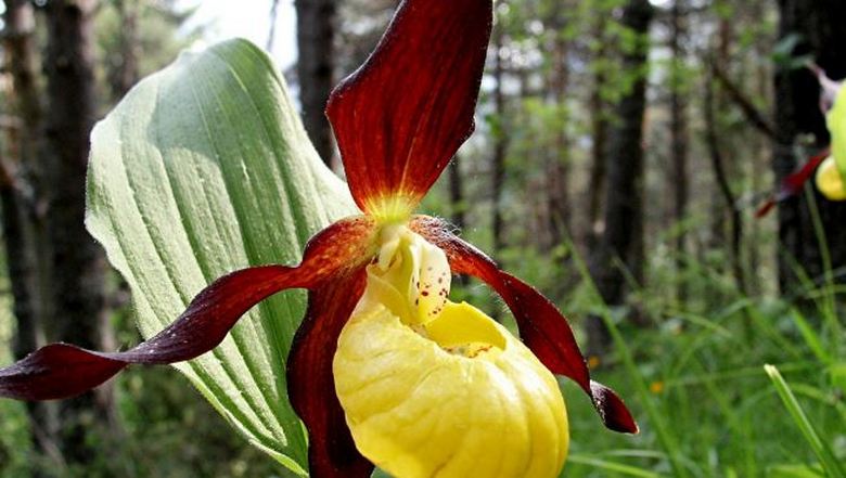 Rastline lahko prezimijo