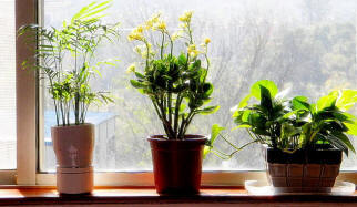 Kliknite za ogled polne velikosti