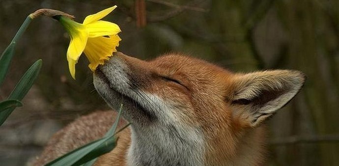 Inteligentni živalski svet okoli nas