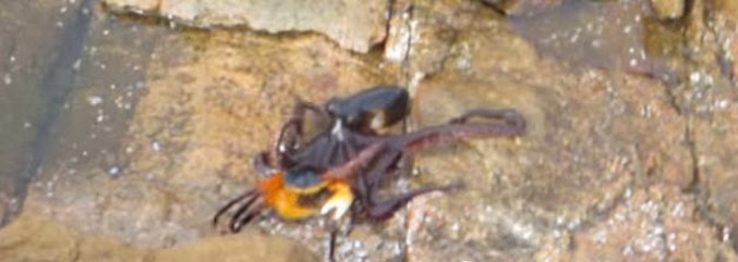 Najredkejši strel: hobotnica lovi kopno