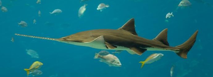 Žaga ribe lahko prinese potomce brez partnerja