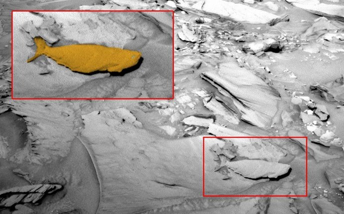 Ribe na Marsu - neverjetna najdba