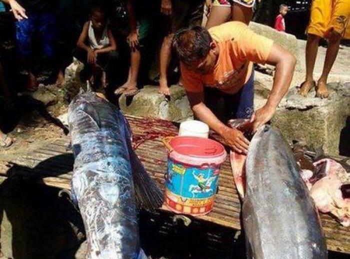 Ribe v skrivnostnih tetovažah