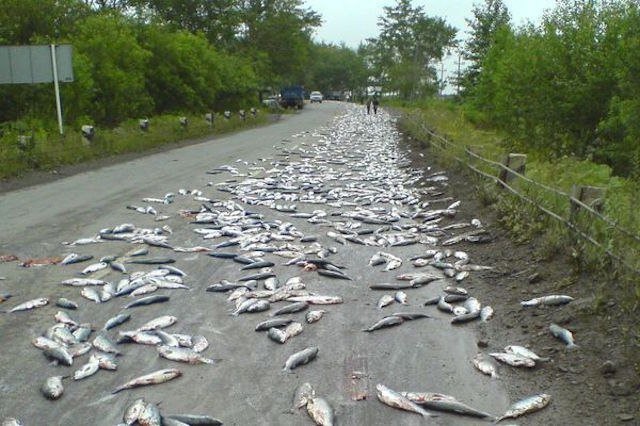 Ribji dež je v Avstraliji minil