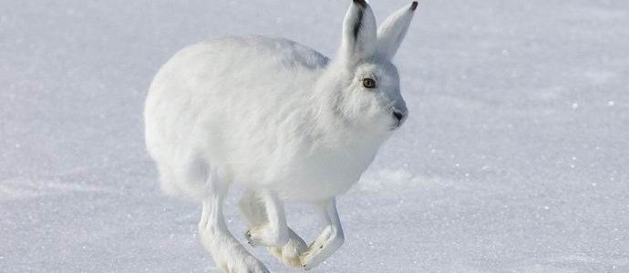 Ruski zajec-ekstrem je postal zvezda interneta