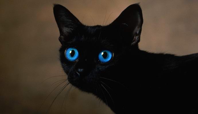 Ruski mačji medij je bil ocenjen na sedemnajst milijonov