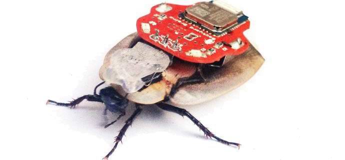 Rusi so razvili robotsko vohunskega ščurka