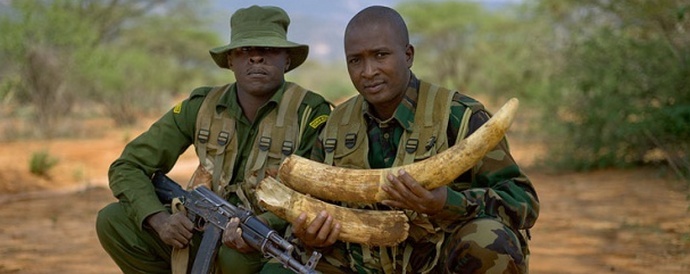 Rožnata barva rešuje slone pred branilci