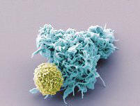 S pomočjo virusov človeštvo vodi skozi nos