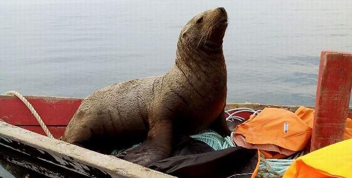Sahalinski ribiči so morali že tretji dan v čolnu voziti trden krzneni pečat.