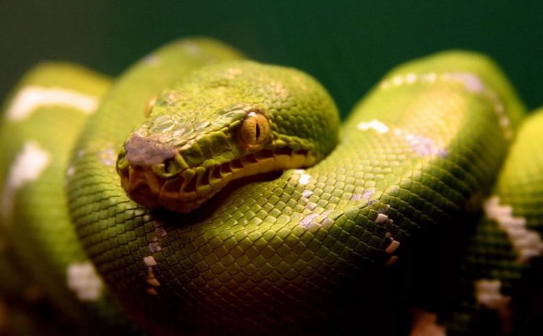 Največje kače, ujete na videokamero