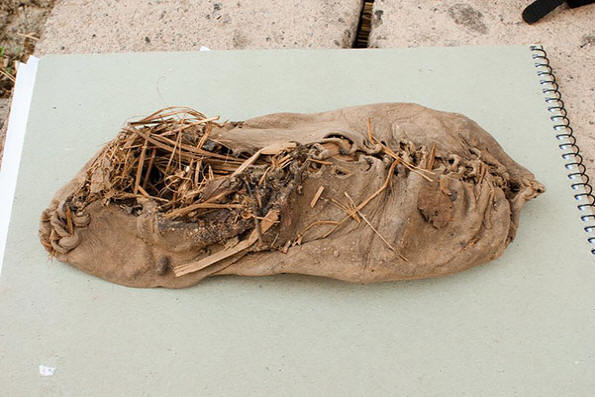 najstarejši navadni stvari-3