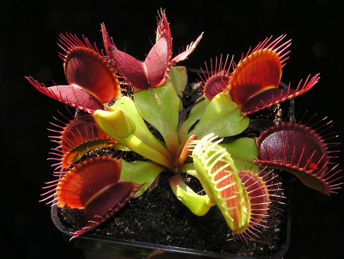 Najbolj nenavadno cvetje na svetu