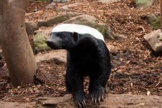 Najbolj nenavadne živali